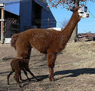 cria nursing cria