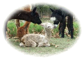 newborn cria