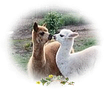 alpaca crias