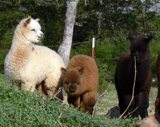 Three weanlings