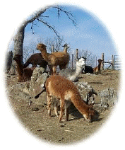 Southwest Alpaca Breeders