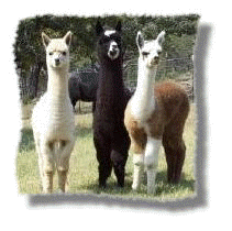 three cria