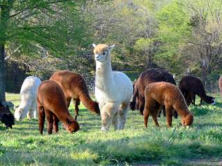 alpacas grazing in pasture