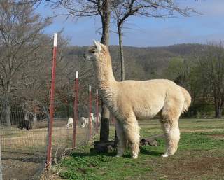 alpaca at fence line