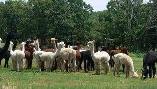 alpaca herd