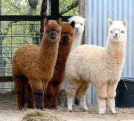 alpacas by the barn