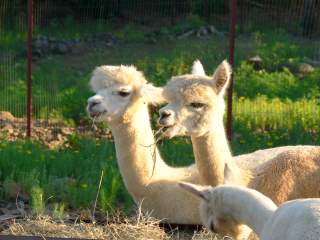 alpacas eating hay