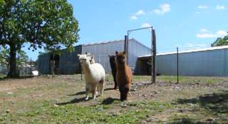 alpaca barn