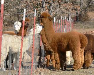 alpacas at the fence