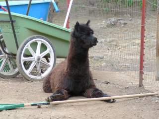 alpaca helper