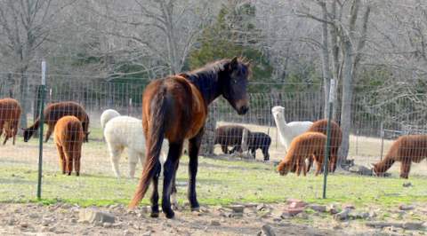 alpacas and horses