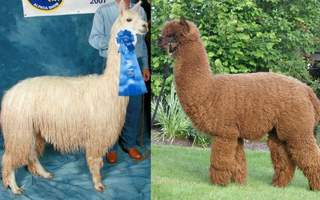 Suri vs Huacaya Alpaca