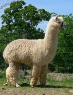 Rambo male alpaca