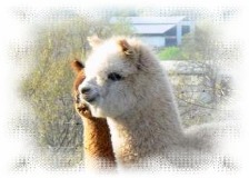alpaca breeders