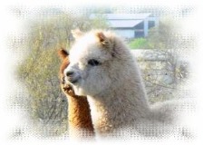 alpaca farm