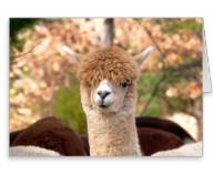 Alpaca thank you card