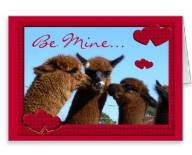 Alpaca Valentines Card