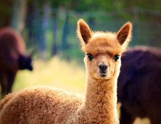 Alpaca baby