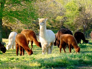 Alpaca pasture