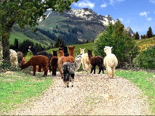 Picture of alpacas