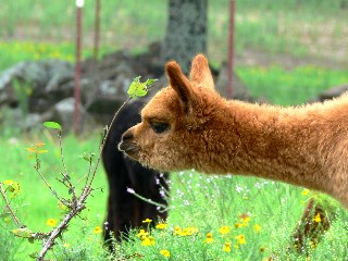 Baby alpaca