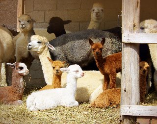 Cria barn Puzzle