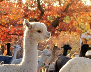 Female Alpaca