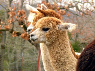 alpaca noses