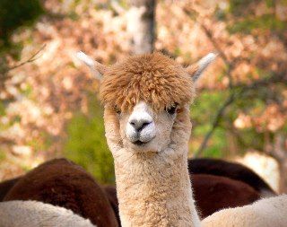 Pretty peach alpaca