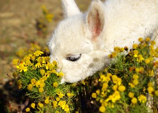 Sniff flowers