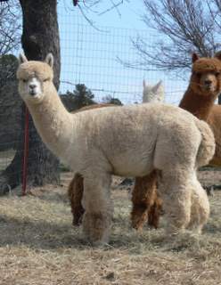 male alpaca, Masterpiece Breitling