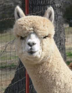 beautiful alpaca head