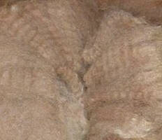 alpaca fleece