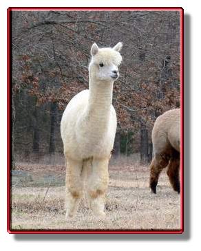 Alpaca Amazing Grace