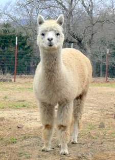 alpaca Sweet Hope