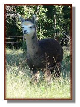 Libbie beautiful grey alpaca