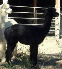 Goldstar's cria, Pele