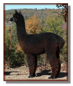 Female alpaca, Rebecca