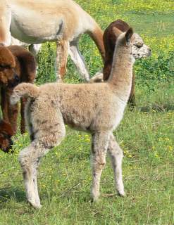 before shearing fawn color fleece