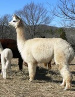 alpaca Rosebud