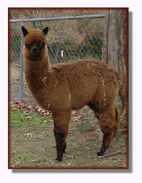 Samson Knight, male alpaca