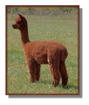 Selina, female alpaca